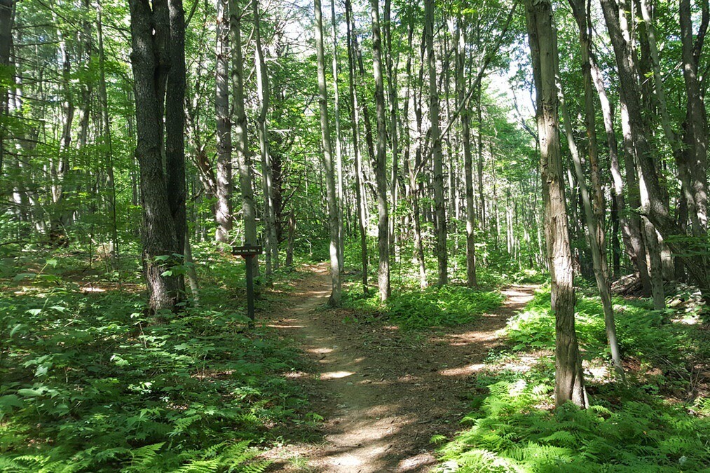 a path in the woods on a summer day