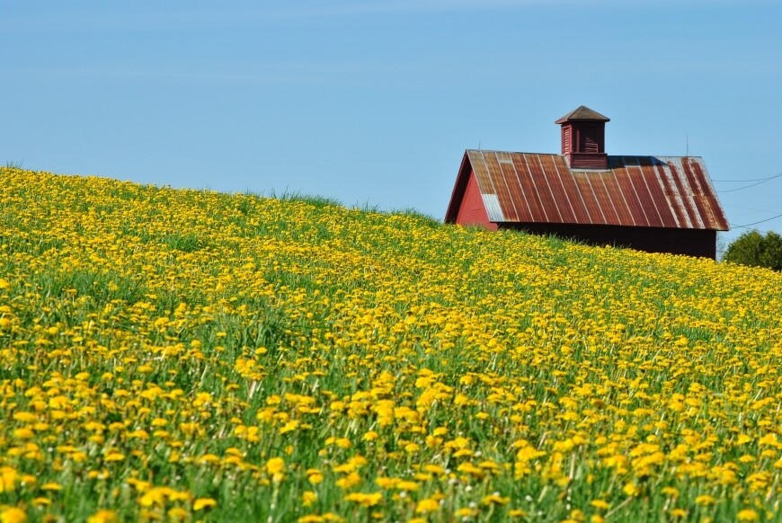 flower field in stowe vermont