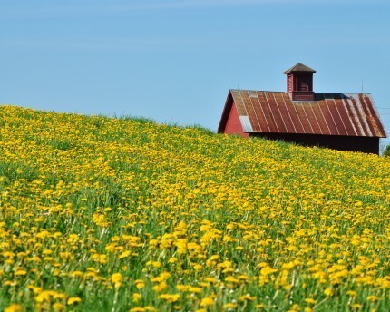 flower field in stowe vermont