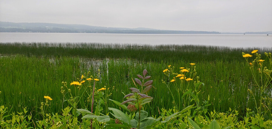 green field by the water