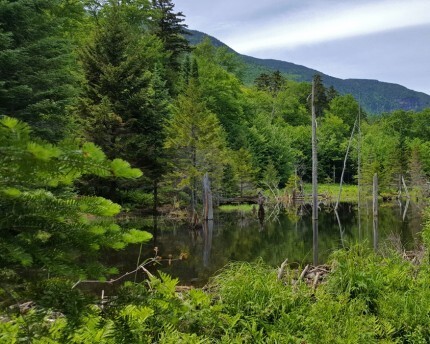 long trail green scenery